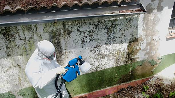 Trusted Mold Removal service in Caldwell, TX - Cheap Mold Removal